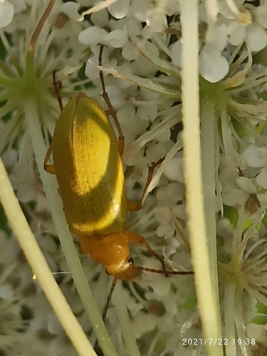 Cteniopus sulphureus