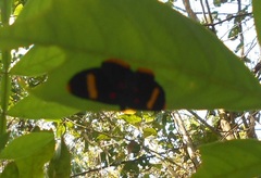 Melanis electron