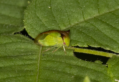 Stictocephala stimulea