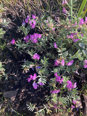 Astragalus vexilliflexus