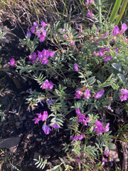 Astragalus vexilliflexus