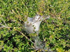 Eriogaster arbusculae