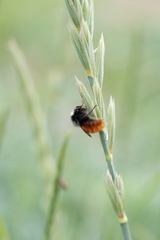 Bombus alpinus