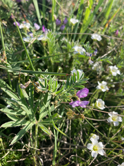 Astragalus vexilliflexus