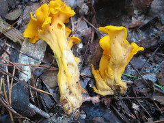 Craterellus odoratus
