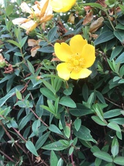 Hypericum