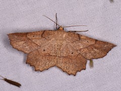 Euchlaena tigrinaria