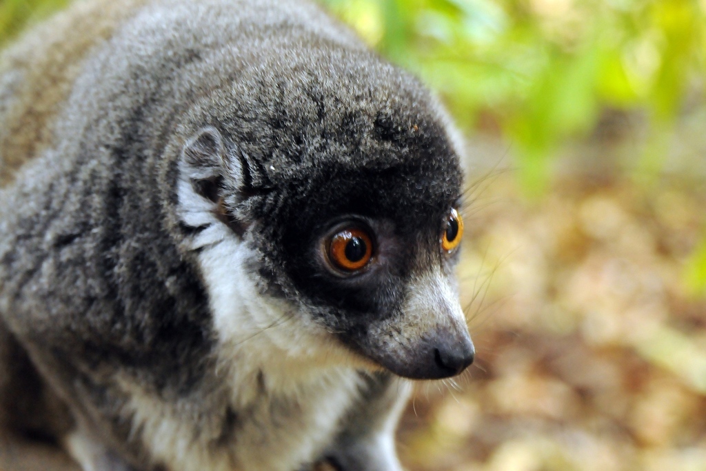 mongoose lemur