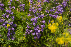 Dracocephalum peregrinum