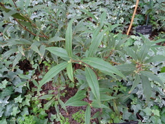 Sarcococca hookeriana
