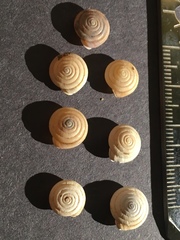 Euchemotrema leaii