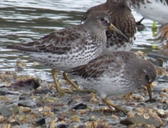 Calidris ptilocnemis
