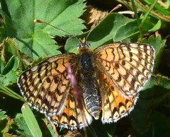 Melitaea interrupta