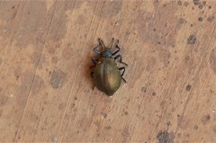 Metallonotus physopterus