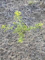 Cleomella plocasperma