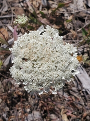 Angelica genuflexa