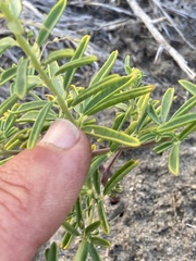 Cleomella plocasperma