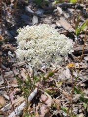 Angelica genuflexa