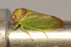 Iassus lanio
