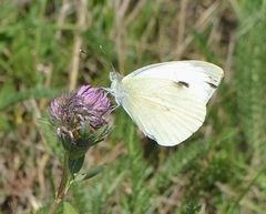 Pieris brassicae