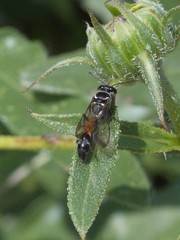 Trypoxylon californicum
