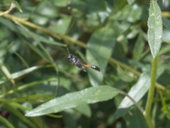 Trypoxylon californicum