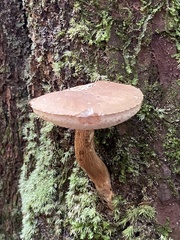 Austroboletus gracilis