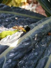 Polistes exclamans