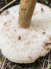 Austroboletus gracilis
