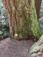 Austroboletus gracilis