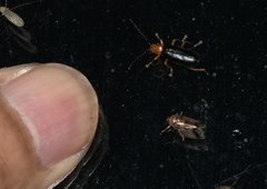 Asiosilis