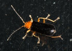 Asiosilis