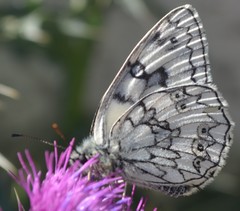 Melanargia russiae