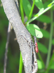 Ancylocera bicolor
