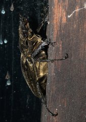 Lucanus lunifer