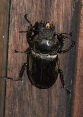 Lucanus lunifer