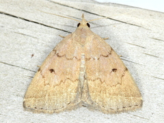 Zanclognatha protumnusalis