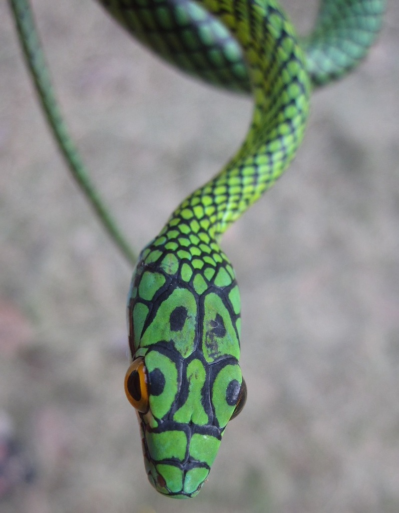 Giant Parrot Snake (Leptophis ahaetulla) - Snakes and Lizards