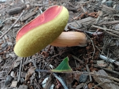 Hortiboletus rubellus