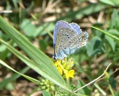 Polyommatus icarus
