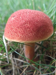 Hortiboletus rubellus