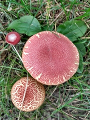 Hortiboletus rubellus