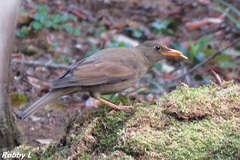 Turdus boulboul