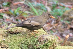 Turdus boulboul