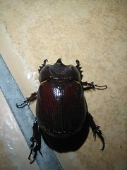 Phyllognathus excavatus