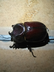 Phyllognathus excavatus