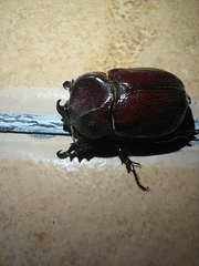 Phyllognathus excavatus