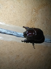 Phyllognathus excavatus