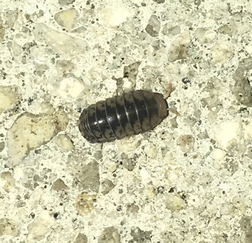 Venezillo parvus
