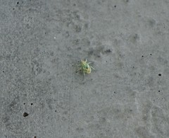 Coniatus splendidulus